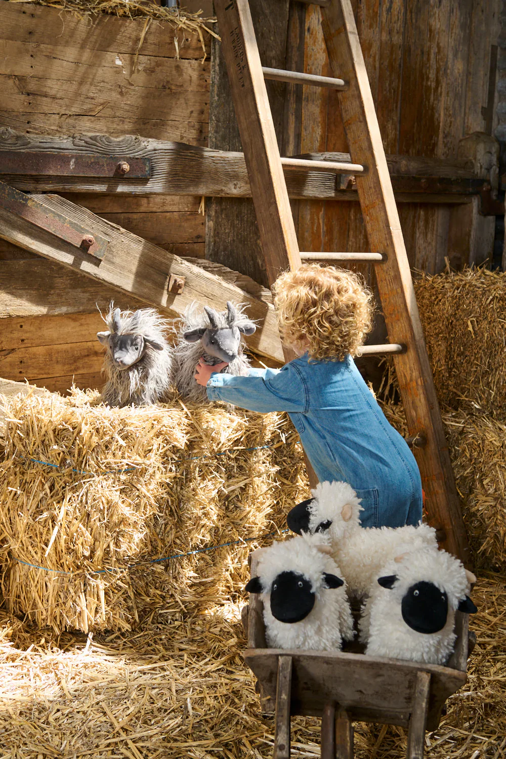 Aiden the Angora Goat - Image 3