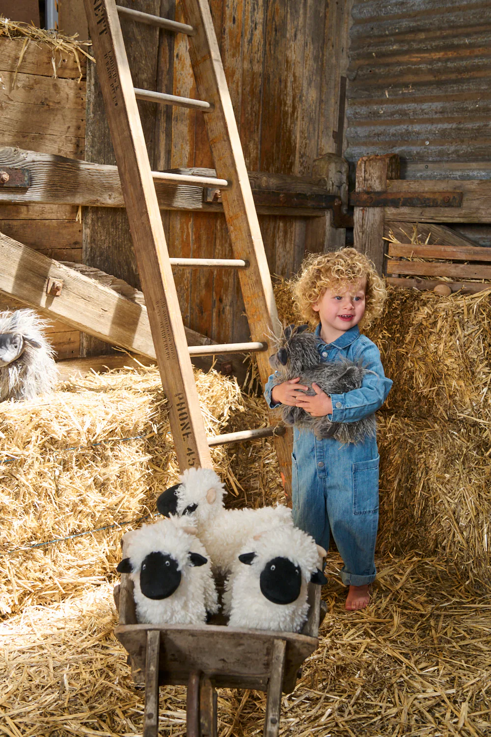 Aiden the Angora Goat - Image 4