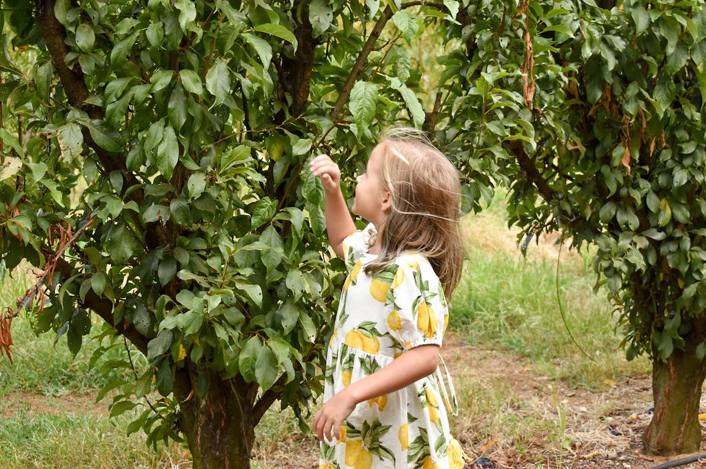 Alex & Ant Honey Dress - Lemons - Image 4