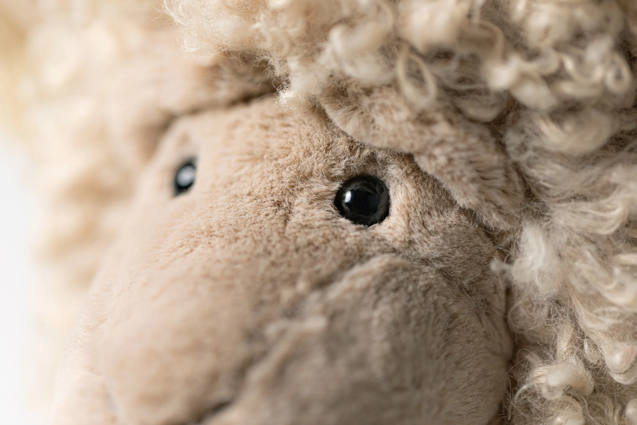 Ramsley Sheep - Image 4