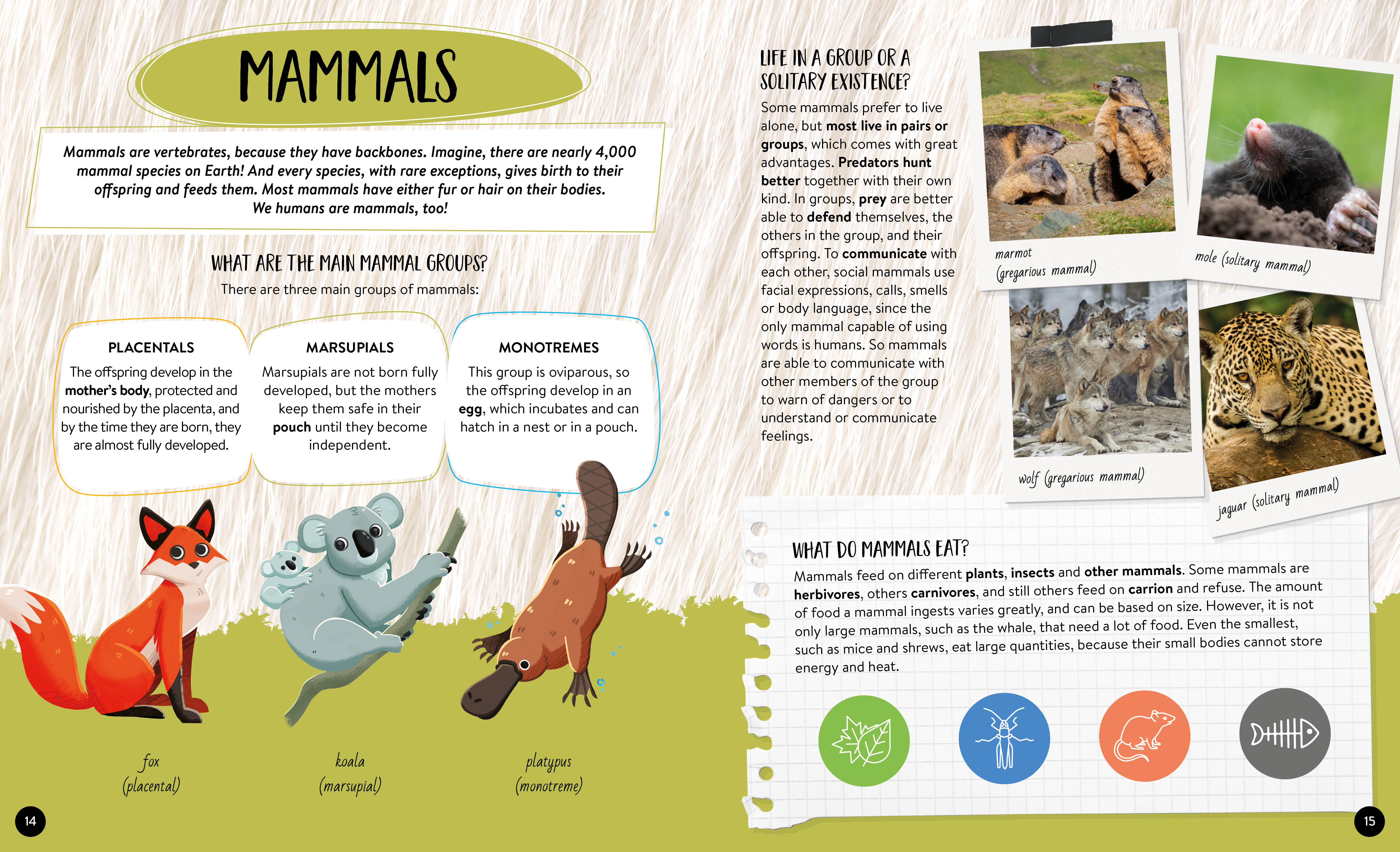 What How Why Animals Book and Poster - Image 4