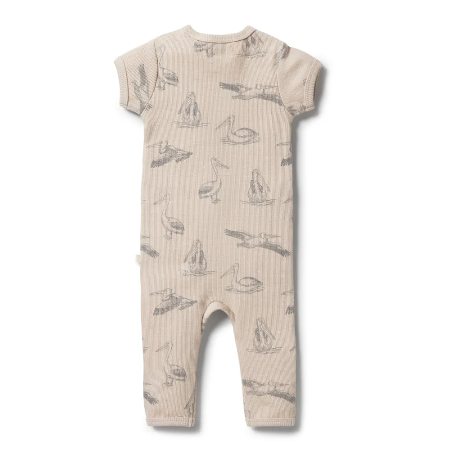 Organic Rib Zipsuit - Little Pelican - Image 2